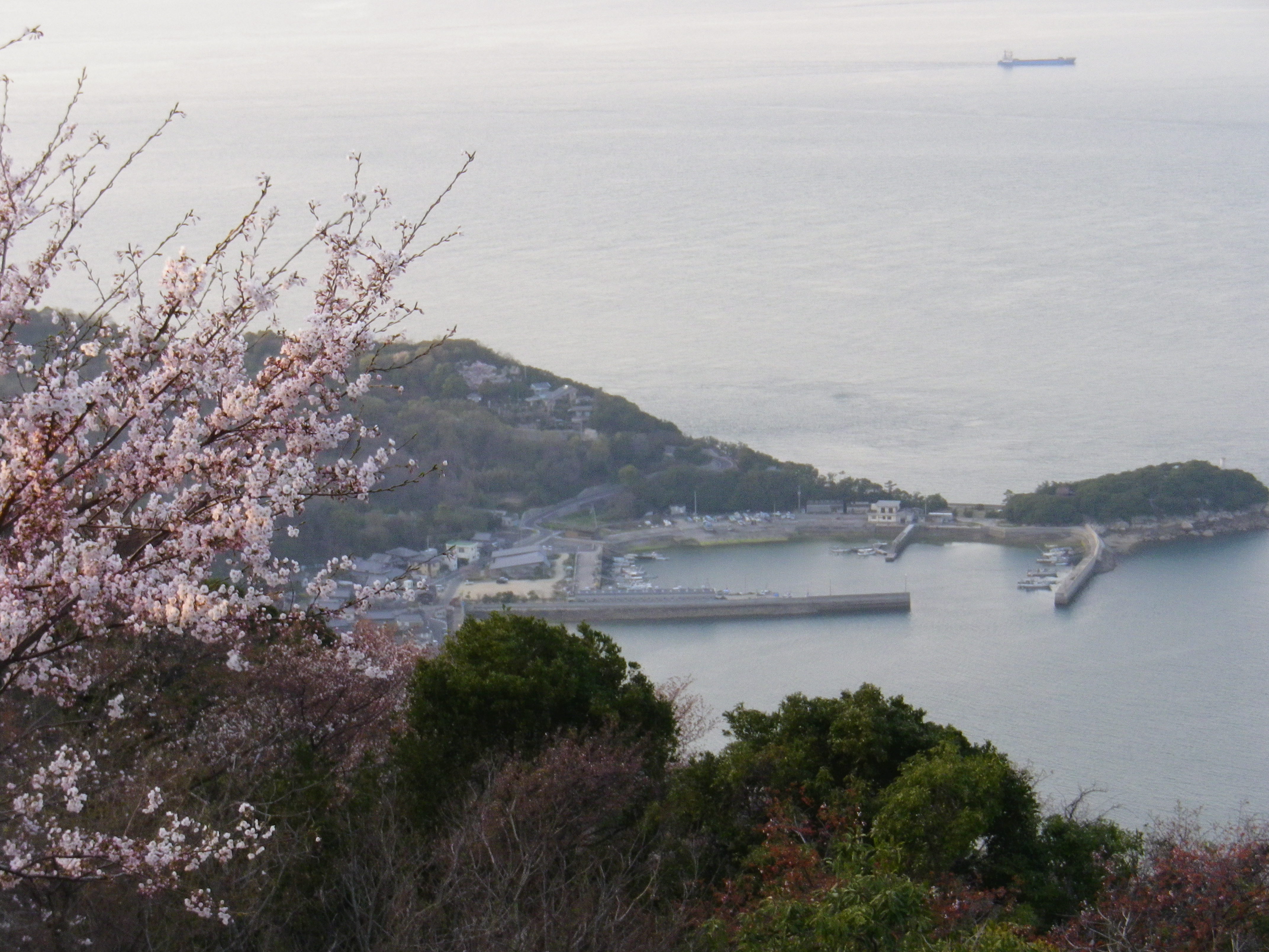 紫雲出山から箱裏を望む桜の頃